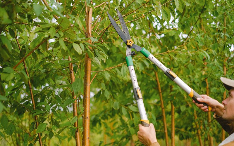 Tree trimming in Brooten, MN